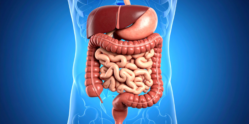 The Importance of Gut Health in Modern Medicine