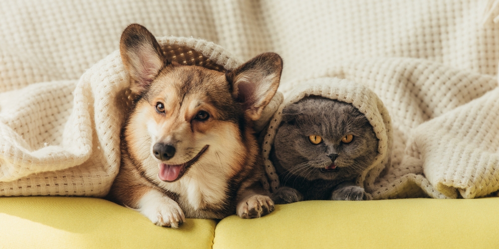 Ultra-Processed Pet Food, Vaccines, and Long-Term Pet Health: What Every Pet Owner Should Know